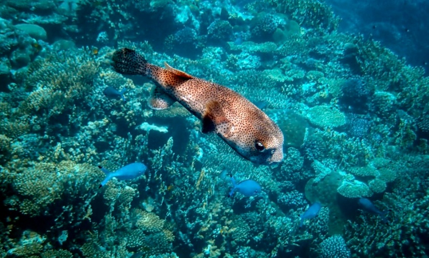 Image 3: Beginner Scuba Dive Tours with Free Videos in Waikiki, Hawaii