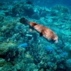 Image 3: Beginner Scuba Dive Tours with Free Videos in Waikiki, Hawaii