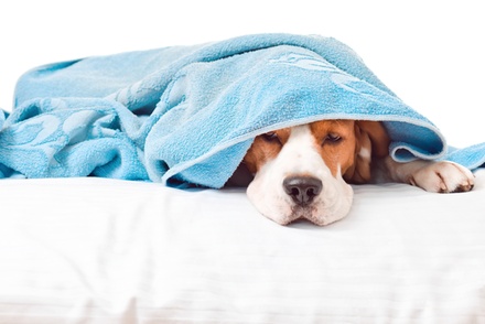 Basic Pet Test 200 Items: Cereals & Grains, Dairy, Meat, Nuts, Fruit & Vegetables, Vitamins, and Metals. - World Health Tests Ltd