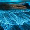 Image 3: Private Bioluminescent Boat Tour for up to 6