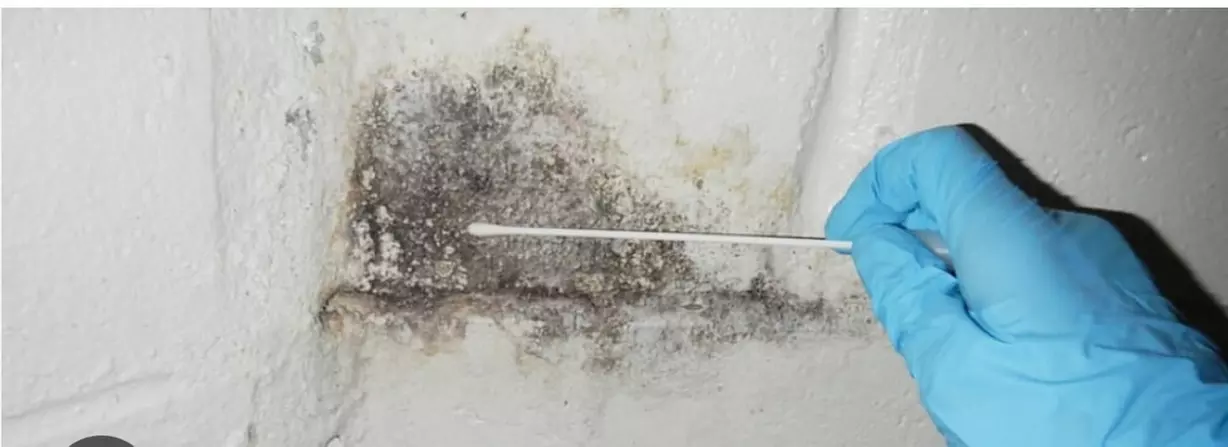 Mitigation Restoration Services: All Inclusive Mold Testing & Air/Swab Options! (Up to 55% Off) - Primary Image