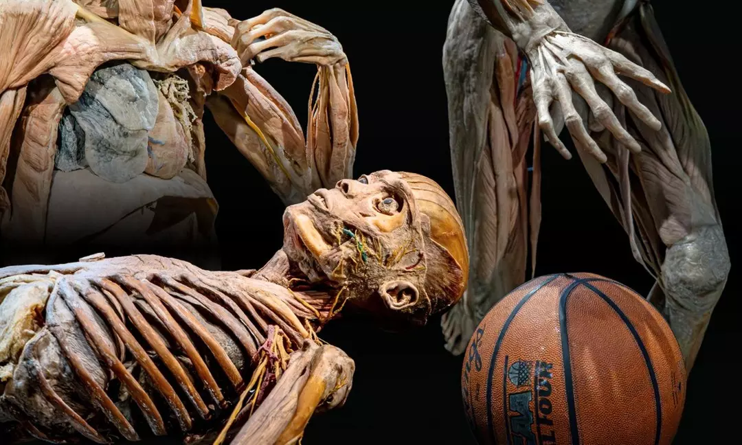 Bodies Human: Interactive Anatomy & Health Science Exhibits