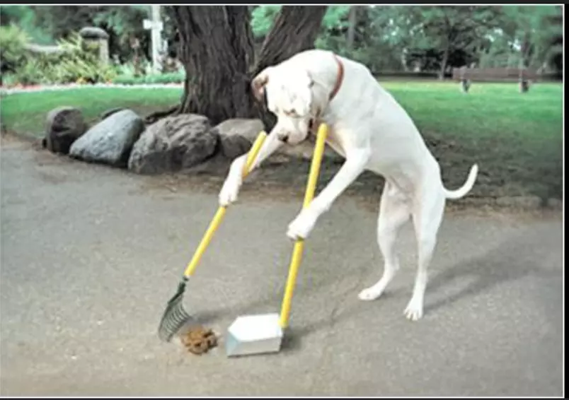 Transform Your Yard With Pet Waste Cleanups Once or Twice a Week