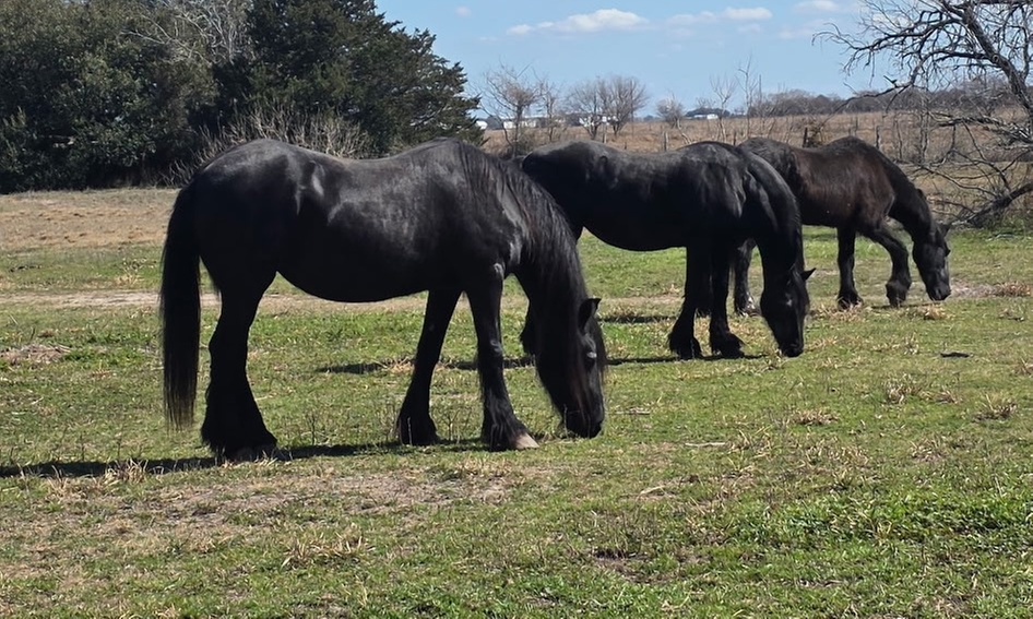 Engaging Farm Tours & Animal Encounters at The Oaks Ranch