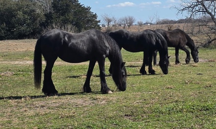 Farm Tour for 1 person 90 minute Horses, Goats, Chickens, Tortoise - The Oaks Ranch, Texas