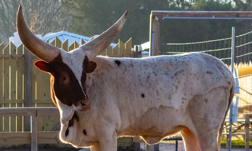 Image 9: Encounter Tour, Sippin' with Sloths, or Kangaroo Yoga at Coastal Wilds