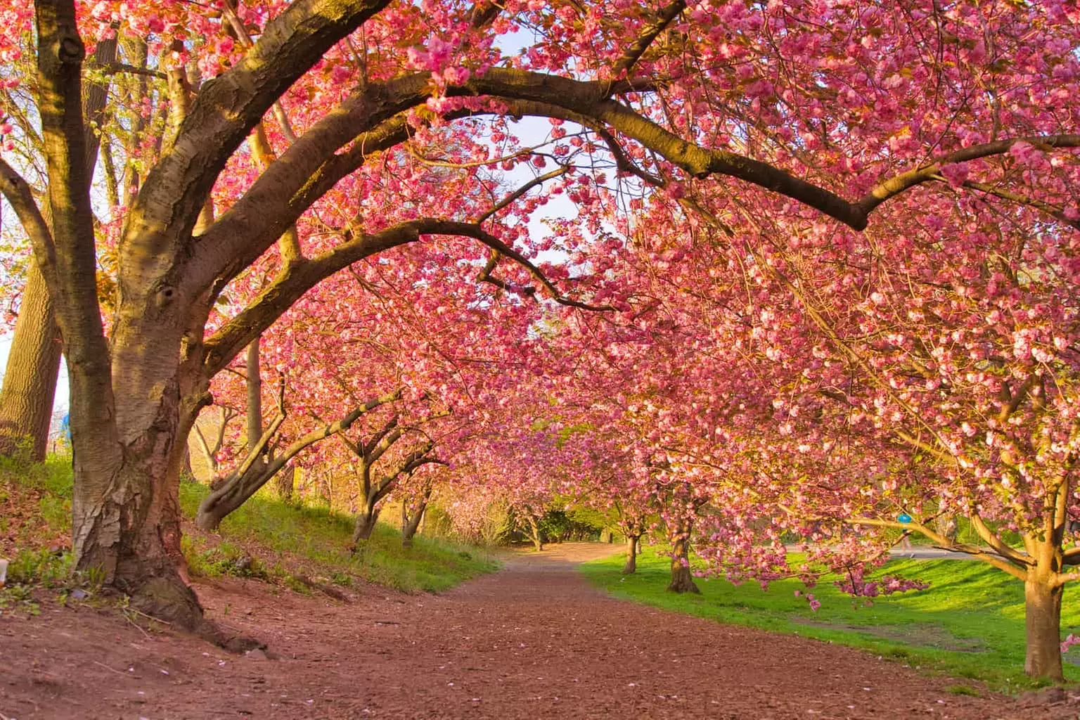 Up to 60% Off on 60-Minute Cherry Blossom Photography in Central Park at Dmitry City Frames - Second Medium