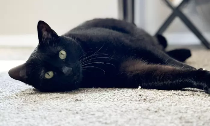 First Intro Meeting for Expert Cat Sitting