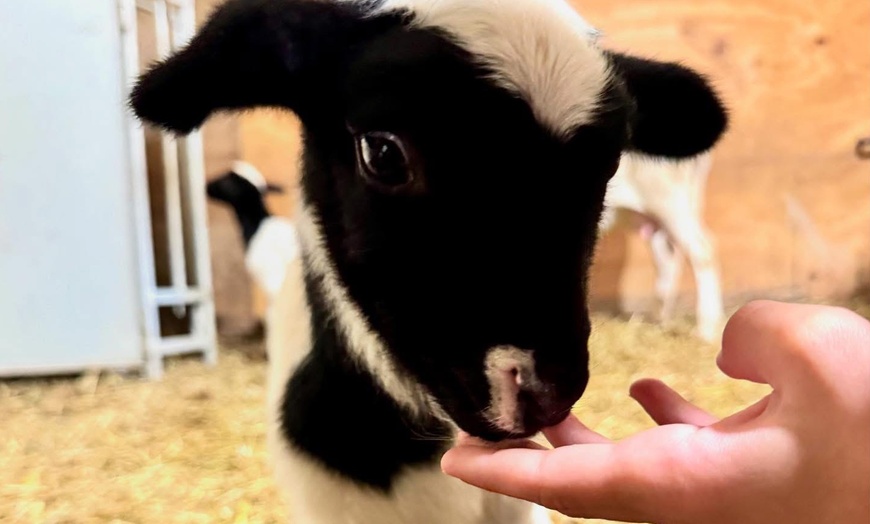 Image 3: Up to 30% Off on Farm Tour at Cress Creeks Farm