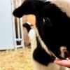 Image 3: Up to 30% Off on Farm Tour at Cress Creeks Farm