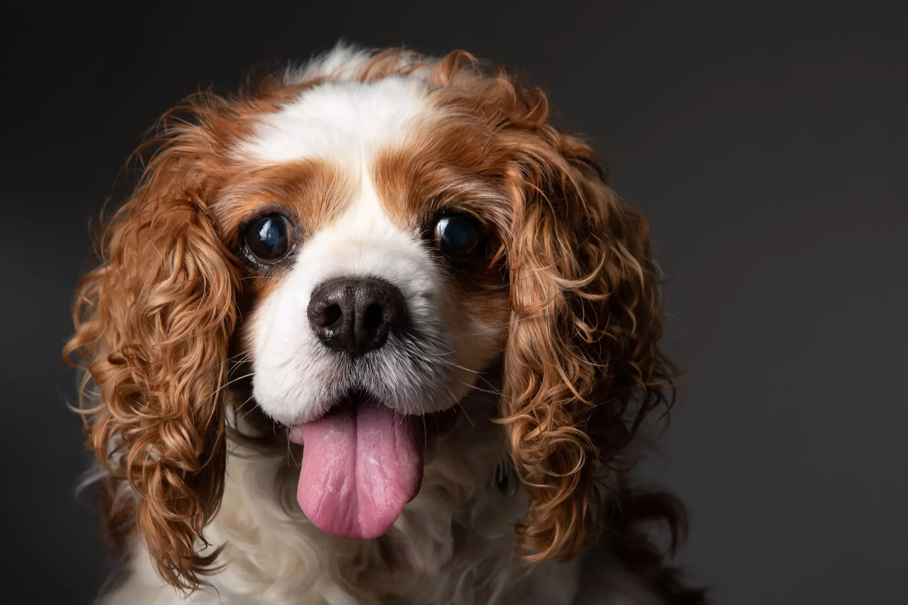 Up to 93% Off on Photo Shoot - Pet at Portrait Hub