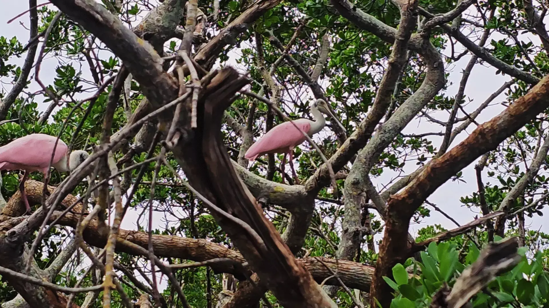 Explore Clam Bayou: 120-Minute Clear Kayak Mangrove Eco Tour