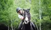 Robinson Ranch's Horseback Riding: Lessons in Outdoor Arena with up to 40% Off