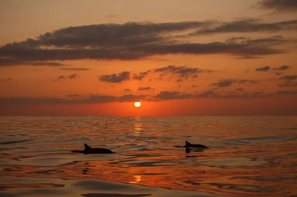 Up to 25% Off on Boat Tour at Tropical Tiki Cruises