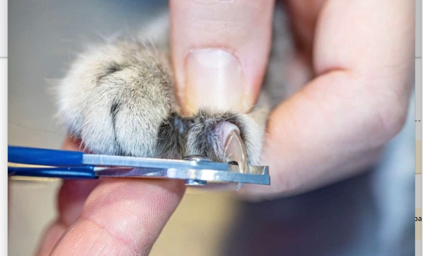 Up to 50% Off on Pet Grooming at Barking Pet Spa