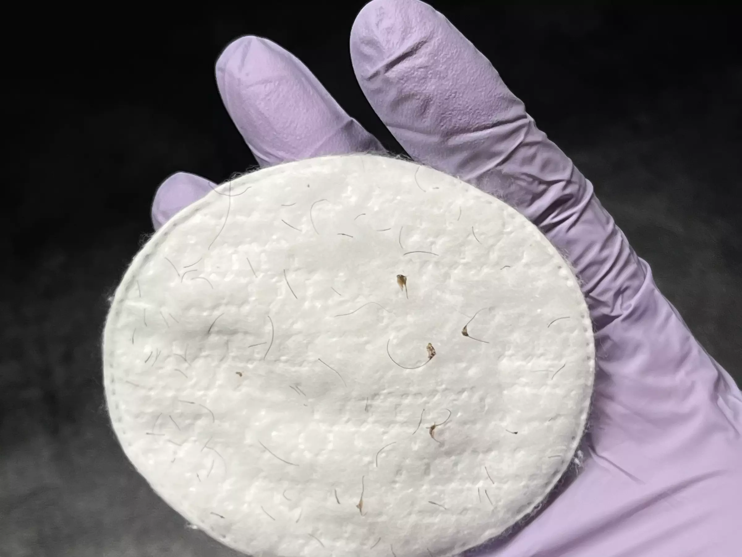 Up to 56% Off on Waxing at Untamed Radiance