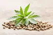 Unlock The Secrets of Hemp Growing With STRNG Seeds Online Course (Up to 90% Off) - Second Medium