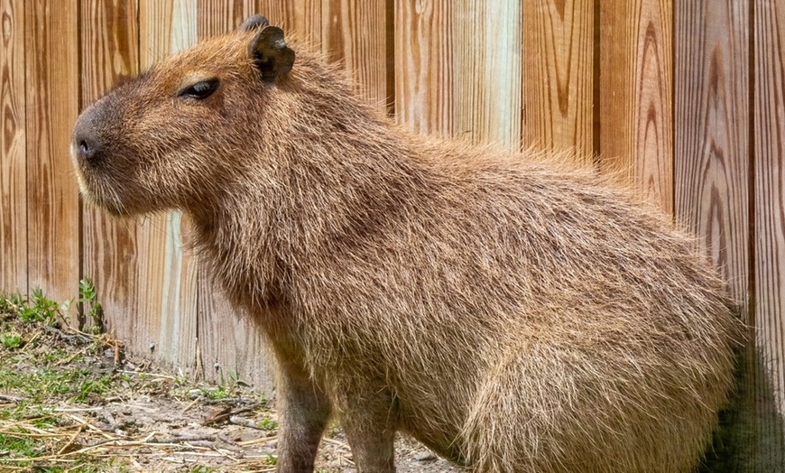 Image 8: Encounter Tour, Sippin' with Sloths, or Kangaroo Yoga at Coastal Wilds