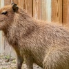Image 8: Up to 25% Off on Zoo / Animal Park at Coastal Wilds