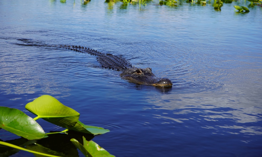 Image 10: Experience Wide Angle Tours' Everglades adventure for one or two, with up to 20% off. A thrilling airboat tour awaits!