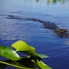 Image 10: Experience Wide Angle Tours' Everglades adventure for one or two, with up to 20% off. A thrilling airboat tour awaits!