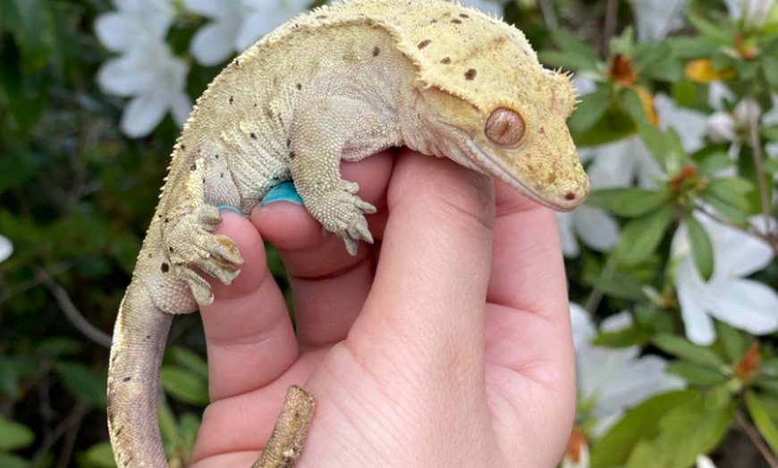 Image 8: Exclusive Wildlife Adventure: VIP Sunset Tour & Exotic Animal Feeding 