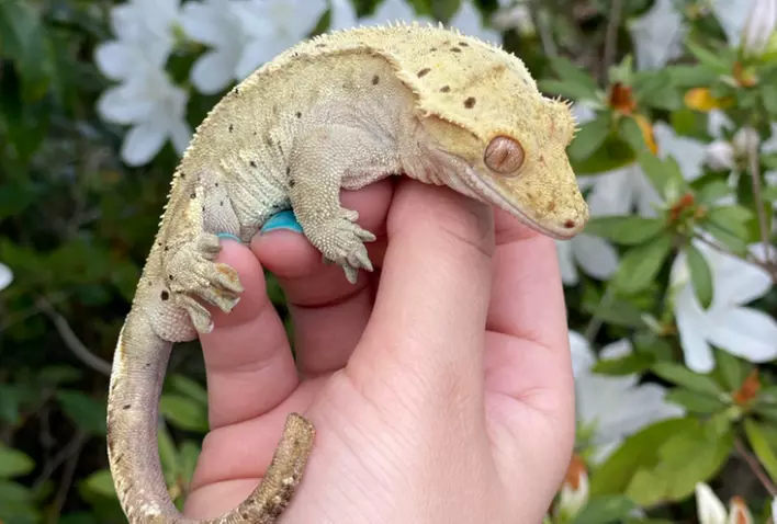 Exclusive Wildlife Adventure: VIP Sunset Tour & Exotic Animal Feeding