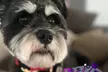 Full Grooming Package for X-Small, Small, Medium, Large or Extra-Large Dogs  (Up to 20% Off) - Second Medium