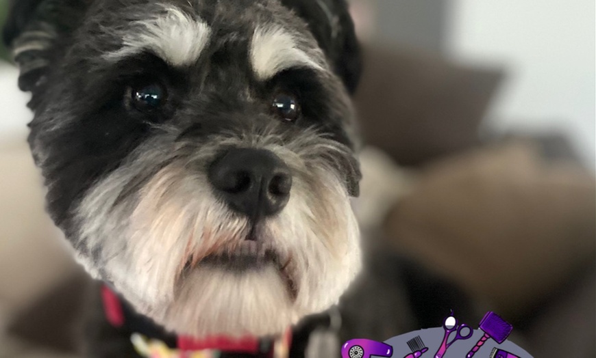 Image 6: Full Grooming Package: X-Small, Small, Medium, Large or X-Large Dogs