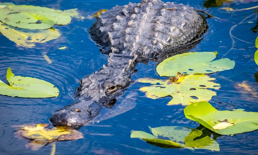 Image 6: Everglades Airboat Ride & Alligator Show with Miami Transportation