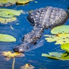 Image 6: Everglades Airboat Ride & Alligator Show with Miami Transportation