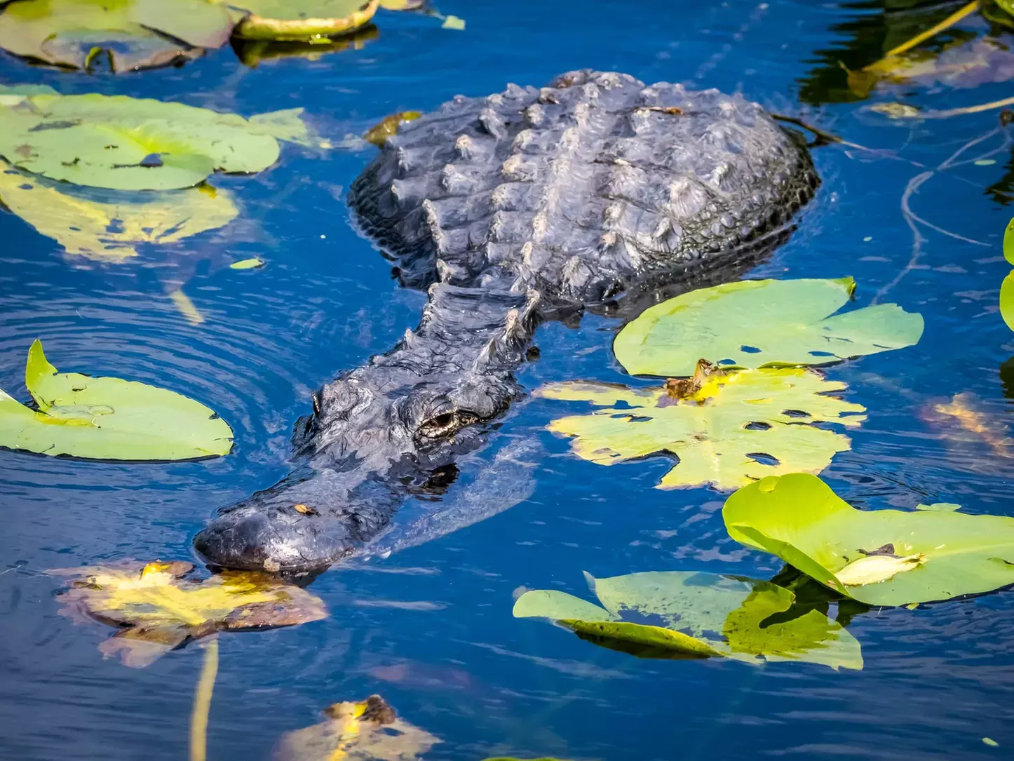 Everglades Airboat Ride & Alligator Show with Miami Transportation