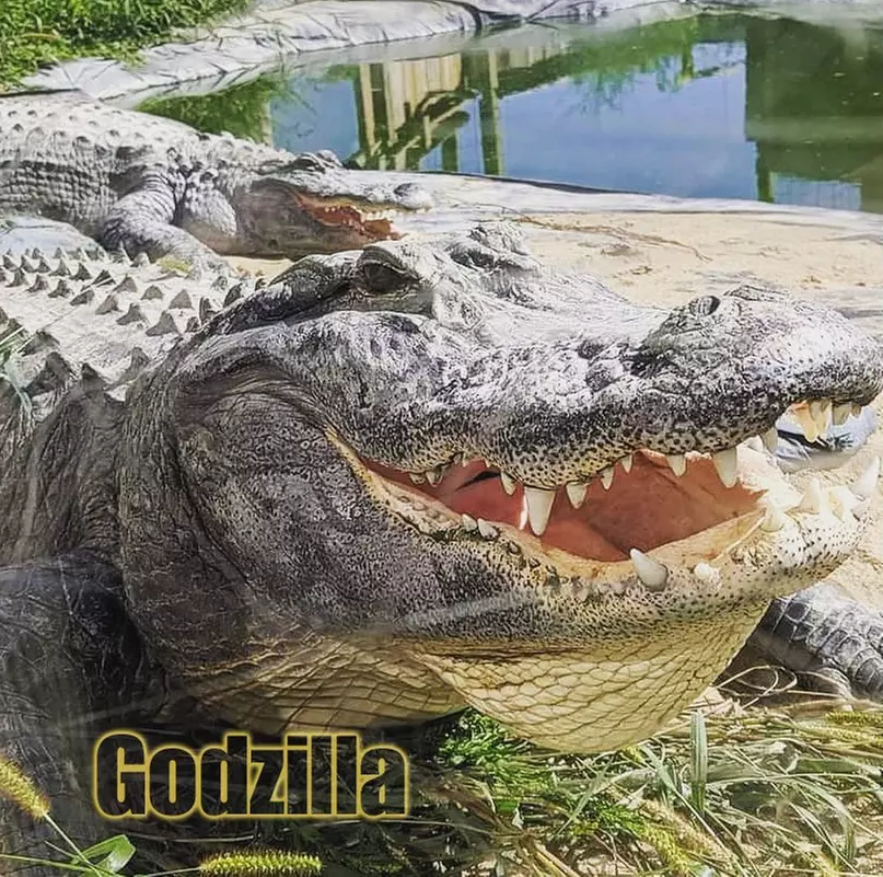 Up to 50% Off on Zoo / Animal Park at Critchlow Alligator Sanctuary - Primary Image