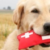 Image 7: Up to 76% Off on Pet - Daycare at St Pauls College