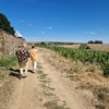 Image 3: Randonnée et dégustation de vin avec Frederic Berne Domaine viticole
