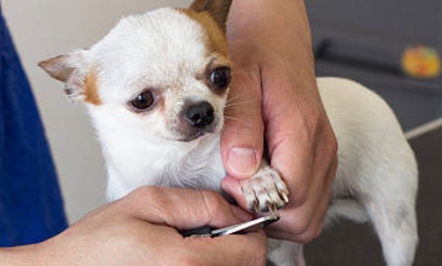 Image 4: Up to 50% Off on Pet Grooming at Barking Pet Spa