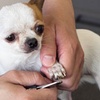 Image 4: Up to 50% Off on Pet Grooming at Barking Pet Spa