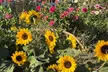 Up to 36% Off on Flower Picking at California Farm Life - Second Medium