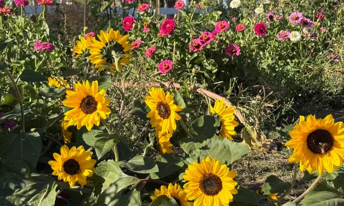 Up to 36% Off on Flower Picking at California Farm Life