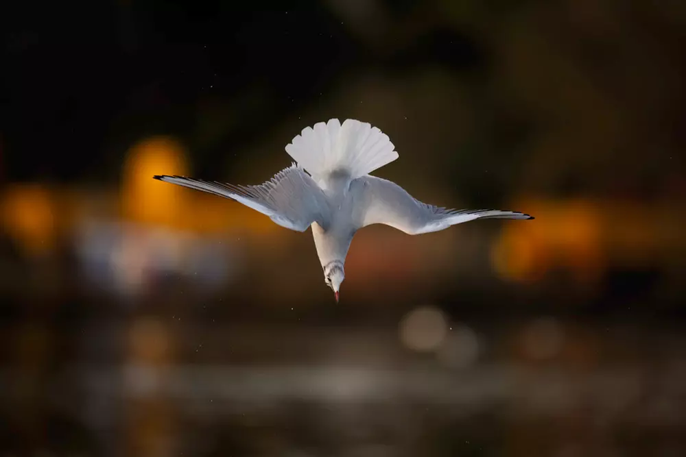 Wildlife Photography Workshop for Beginners at Touch the Wild