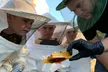 Discover Hive Tour, Farm Immersion, and Vineyard Walk at Honey Strong Bee Store & Bee Supply - Up to 64% Off - Second Medium