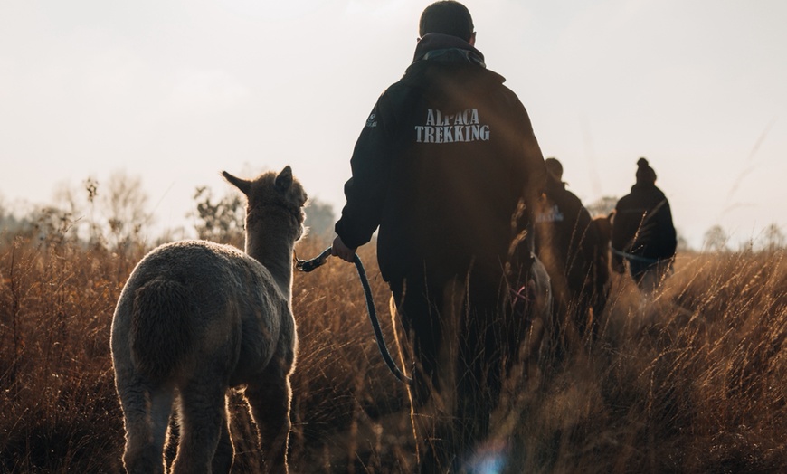 Image 4: Up to 38% Off Alpaca Walking at Wetley Moor Alpacas