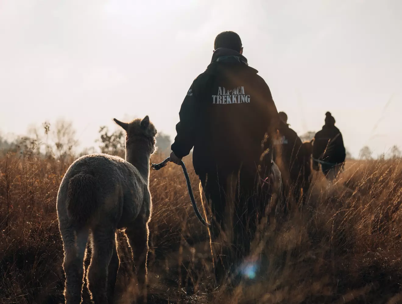 Up to 38% Off Alpaca Walking at Wetley Moor Alpacas