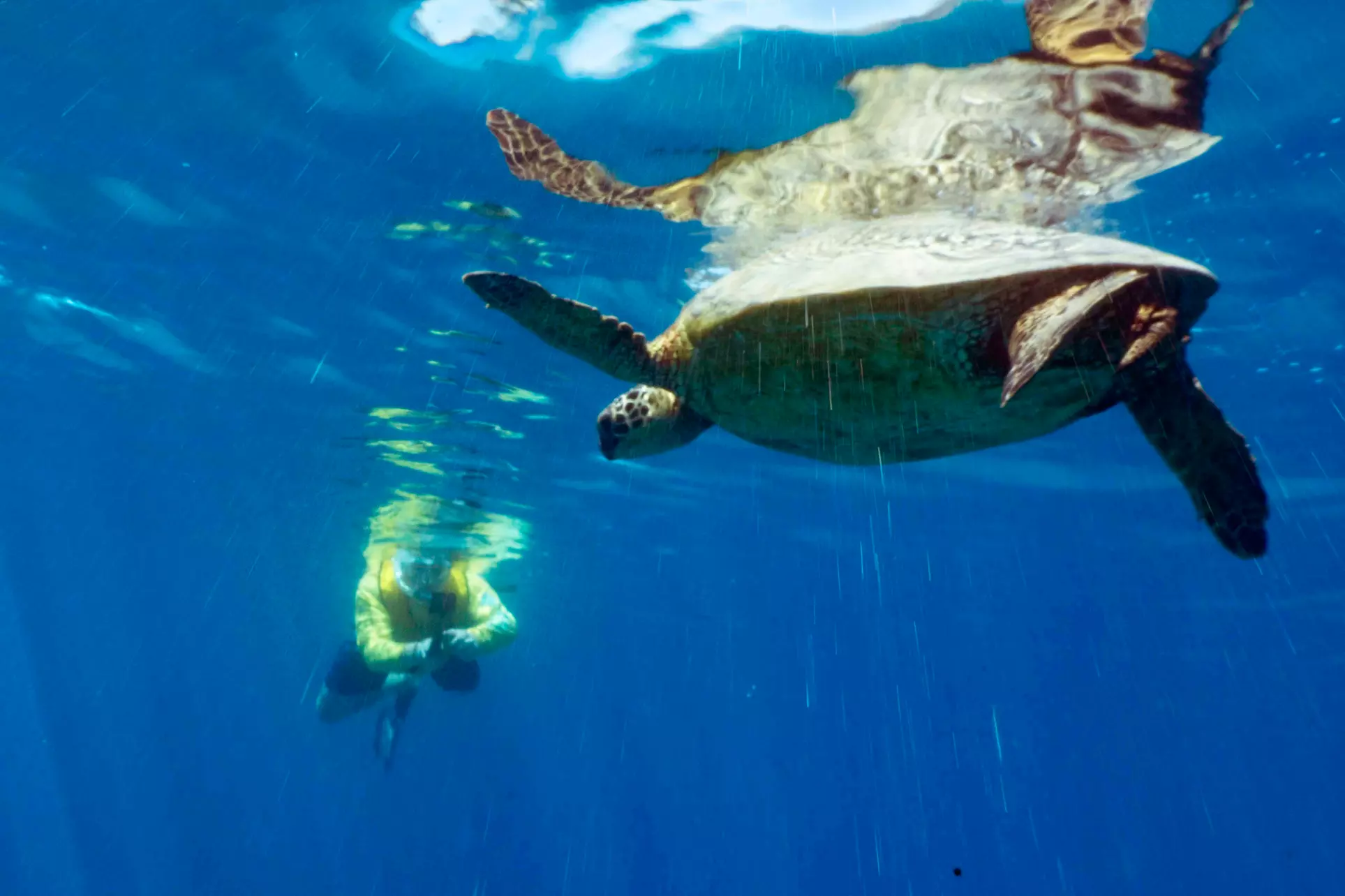Snorkel with turtles at Turtle Canyon in Honolulu