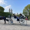 Image 1: Enjoy a 45-Minute Classic or 60-Minute Deluxe Horse & Carriage Ride 