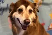 Full Grooming Package for X-Small, Small, Medium, Large or Extra-Large Dogs  (Up to 20% Off) - Second Medium