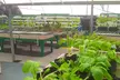 Hands‑On Urban Farm & Aquaponics Tour + Educational Laboratory: Small to Large Groups  (Up to 27% Off) - Second Medium