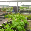 Image 7: Aquaponic & Garden Tour: Family (6), Club (7–12), or School Groups