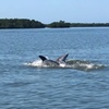 Image 9: Thrilling Jet Ski Rentals & Relaxing Beach Day Packages