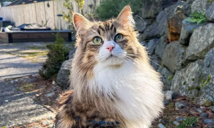 First Intro Meeting for Expert Cat Sitting